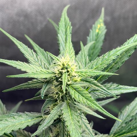 White Widow Auto growlog timeline photo