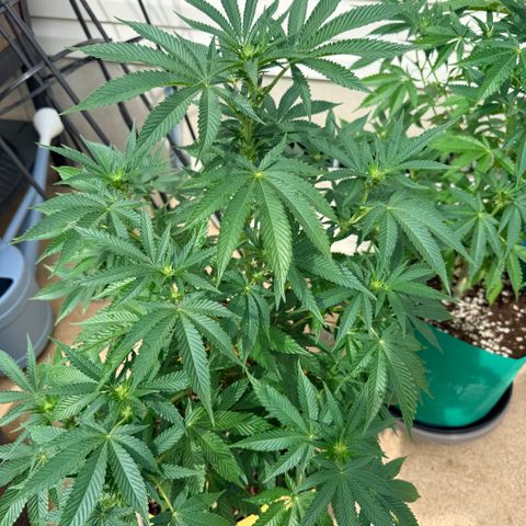 Catalina Wine Mixer growlog timeline photo