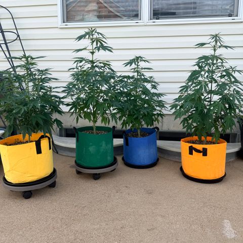 Catalina Wine Mixer growlog timeline photo