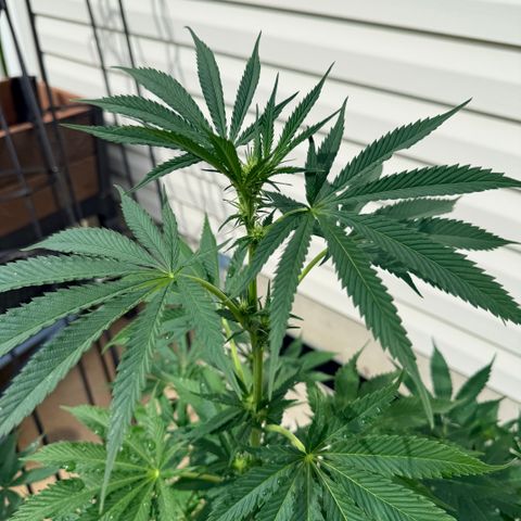 Catalina Wine Mixer growlog timeline photo