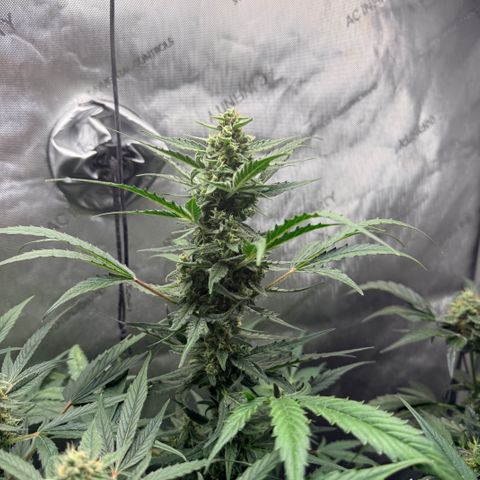 White Widow Auto growlog timeline photo