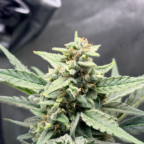 White Widow Auto growlog timeline photo