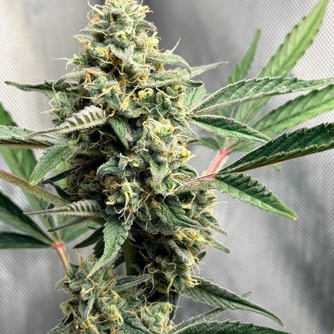 White Widow Auto growlog timeline photo