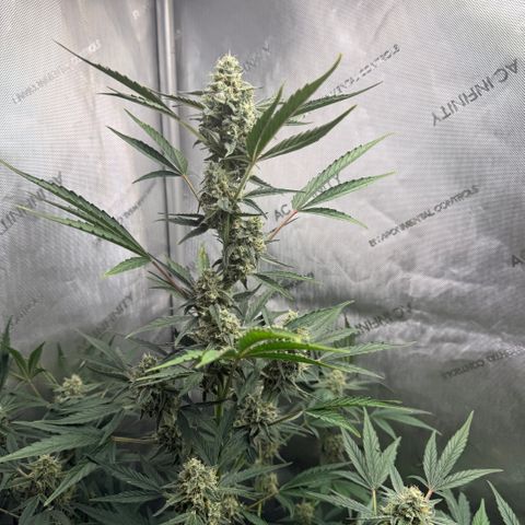 White Widow Auto growlog timeline photo