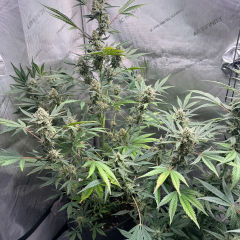 White Widow Auto growlog timeline photo