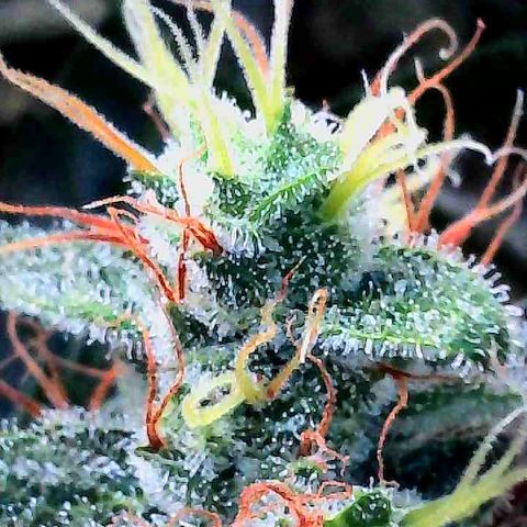 White Widow Auto growlog timeline photo