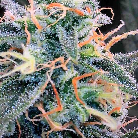 White Widow Auto growlog timeline photo