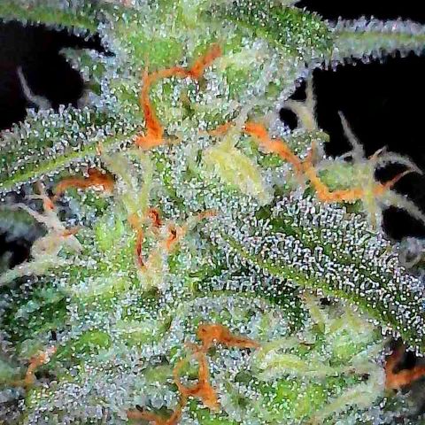 White Widow Auto growlog timeline photo