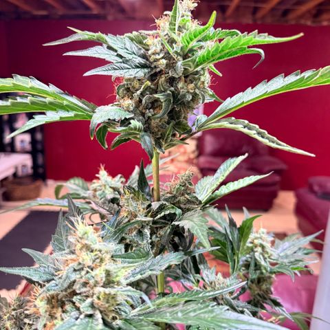White Widow Auto growlog timeline photo