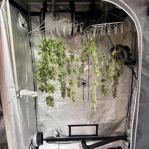 White Widow Auto growlog timeline photo