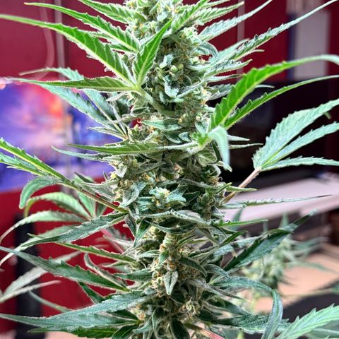 White Widow Auto growlog timeline photo