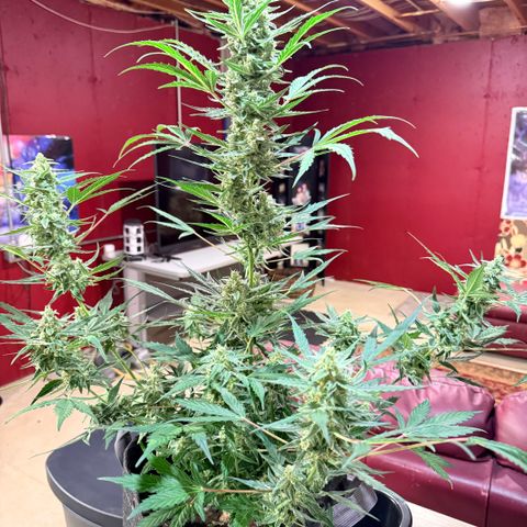 White Widow Auto growlog timeline photo