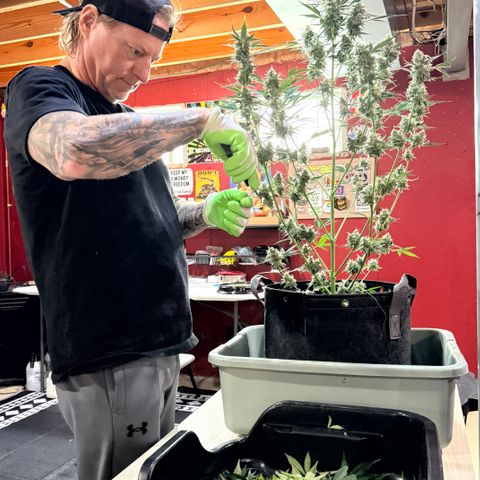 White Widow Auto growlog timeline photo