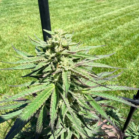 Catalina Wine Mixer growlog timeline photo