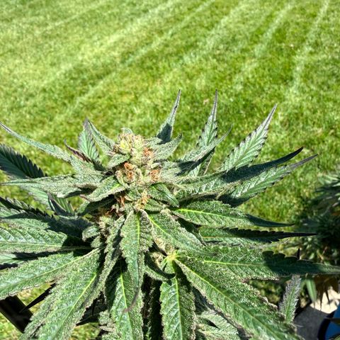 Catalina Wine Mixer growlog timeline photo