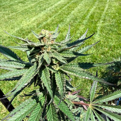 Catalina Wine Mixer growlog timeline photo