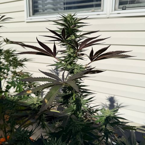 Catalina Wine Mixer growlog timeline photo