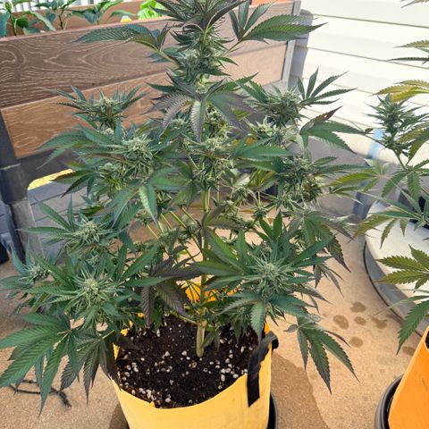 Catalina Wine Mixer growlog timeline photo
