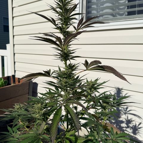 Catalina Wine Mixer growlog timeline photo