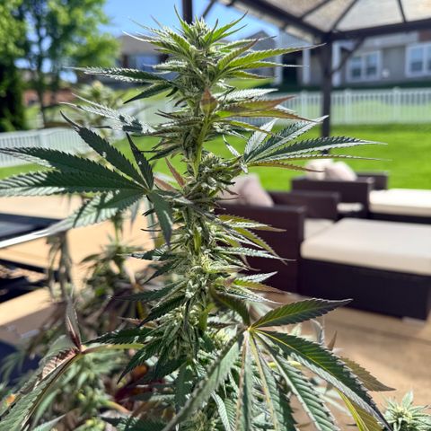 Catalina Wine Mixer growlog timeline photo