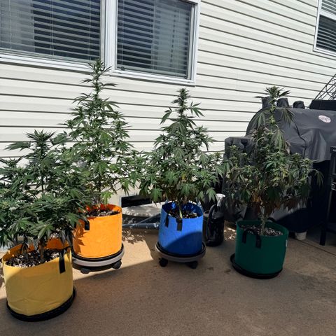 Catalina Wine Mixer growlog timeline photo