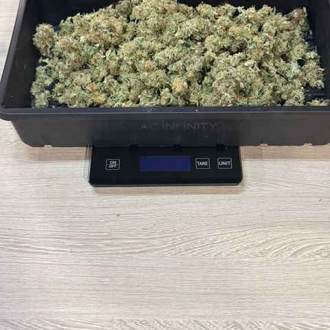 White Widow Auto growlog timeline photo