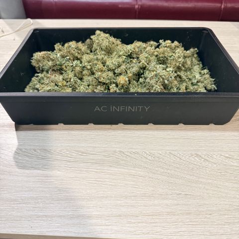 White Widow Auto growlog photo: 104 grams (3.67 ounces)
