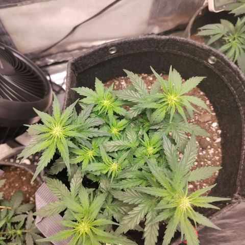 Milky Way growlog timeline photo