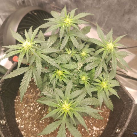 Milky Way growlog timeline photo