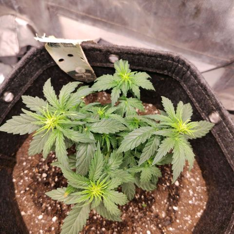 Milky Way growlog timeline photo