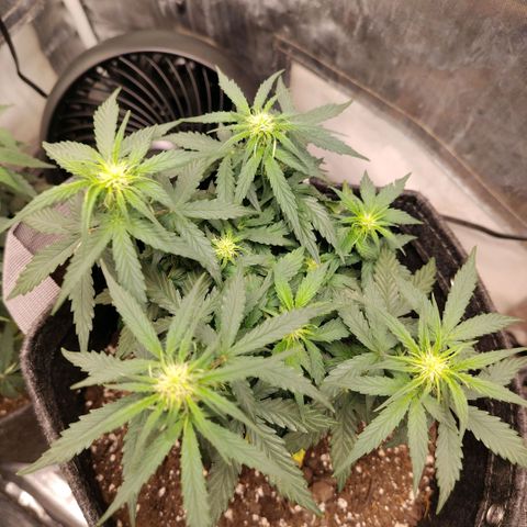 Milky Way growlog timeline photo