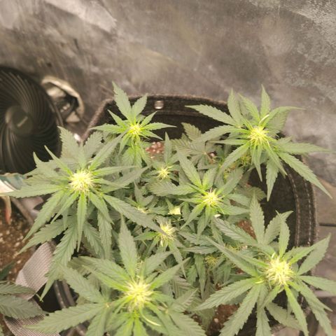 Milky Way growlog timeline photo