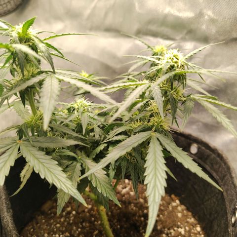 Milky Way growlog timeline photo