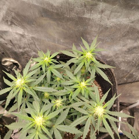 Milky Way growlog timeline photo