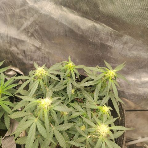 Milky Way growlog timeline photo