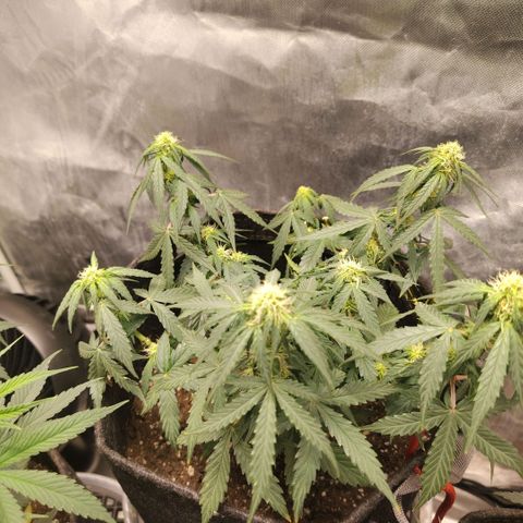 Milky Way growlog timeline photo