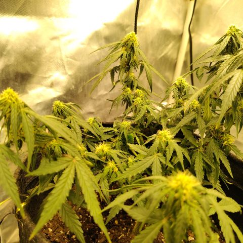 Milky Way growlog timeline photo