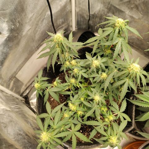 Milky Way growlog timeline photo