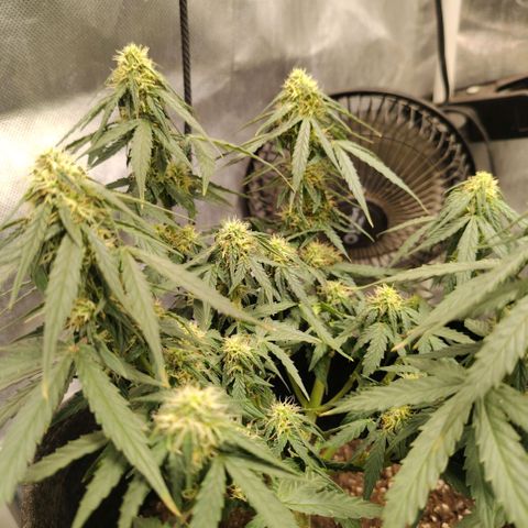 Milky Way growlog timeline photo