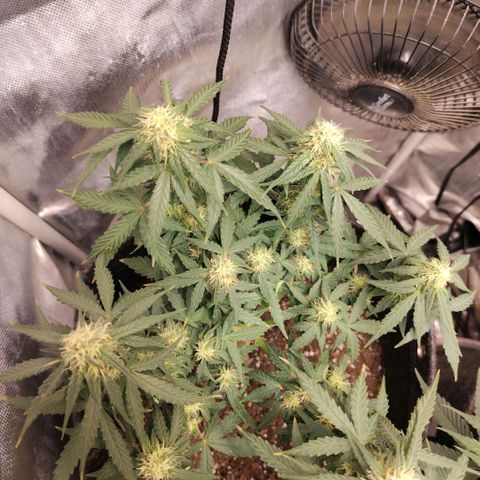 Milky Way growlog timeline photo