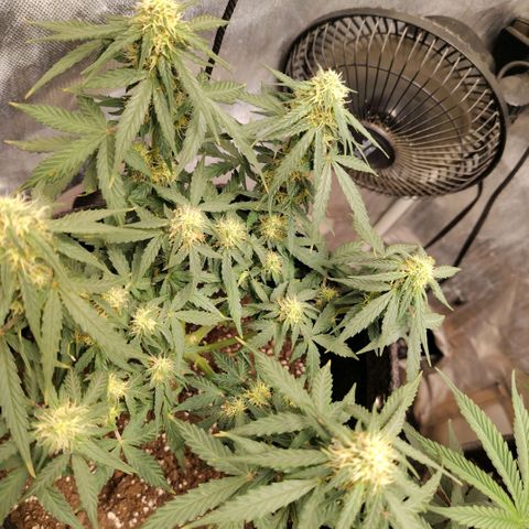 Milky Way growlog timeline photo