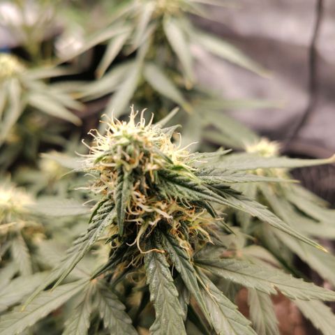 Milky Way growlog timeline photo