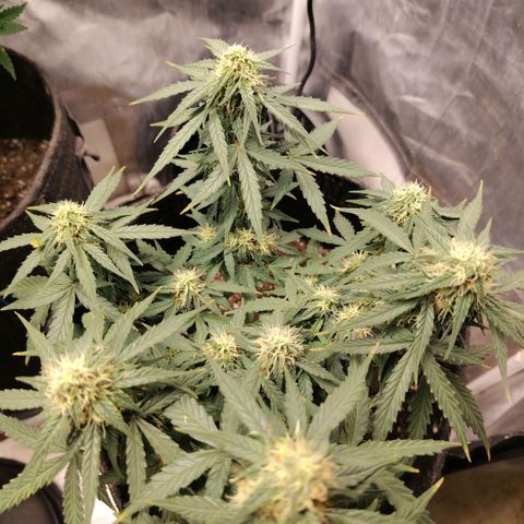 Milky Way growlog timeline photo