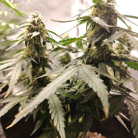 Milky Way growlog timeline photo