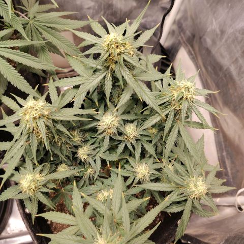 Milky Way growlog timeline photo