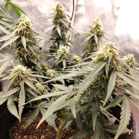 Milky Way growlog timeline photo