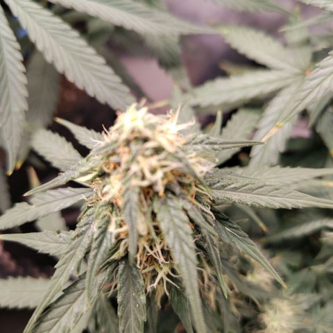 Milky Way growlog timeline photo