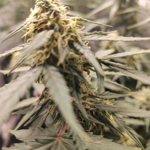 Milky Way growlog timeline photo