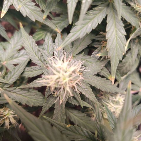 Milky Way growlog timeline photo