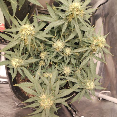 Milky Way growlog timeline photo